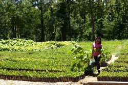 Папа Франциск надихнув парафію з Таїланду на висадку 800 дерев