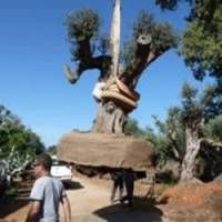Ізраїльський прем'єр подарував Папі Римському 200-літнеє оливкове дерево