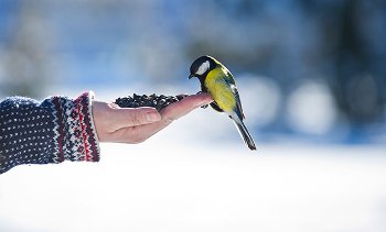 Комусь довіряти, а когось остерігатися