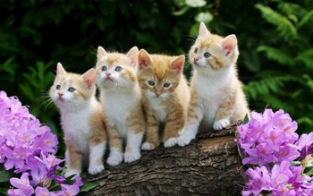 Милосердне кошеня