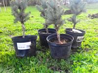 Дерево як знак глибокого прагнення миру