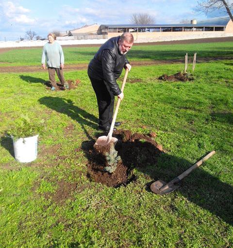 Дерево як знак глибокого прагнення миру