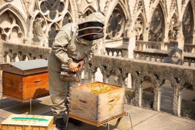 Десятки тисяч бджіл з вуликів Нотр-Дам пережили пожежу - бджоляр собору