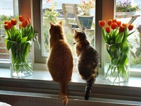 Коти Коти