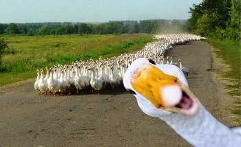 Притча про гуси