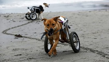 У чому сенс страждань тварин?